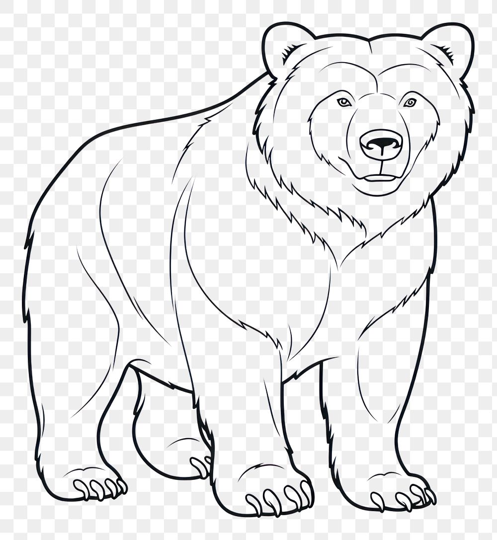PNG Bear sketch drawing mammal.