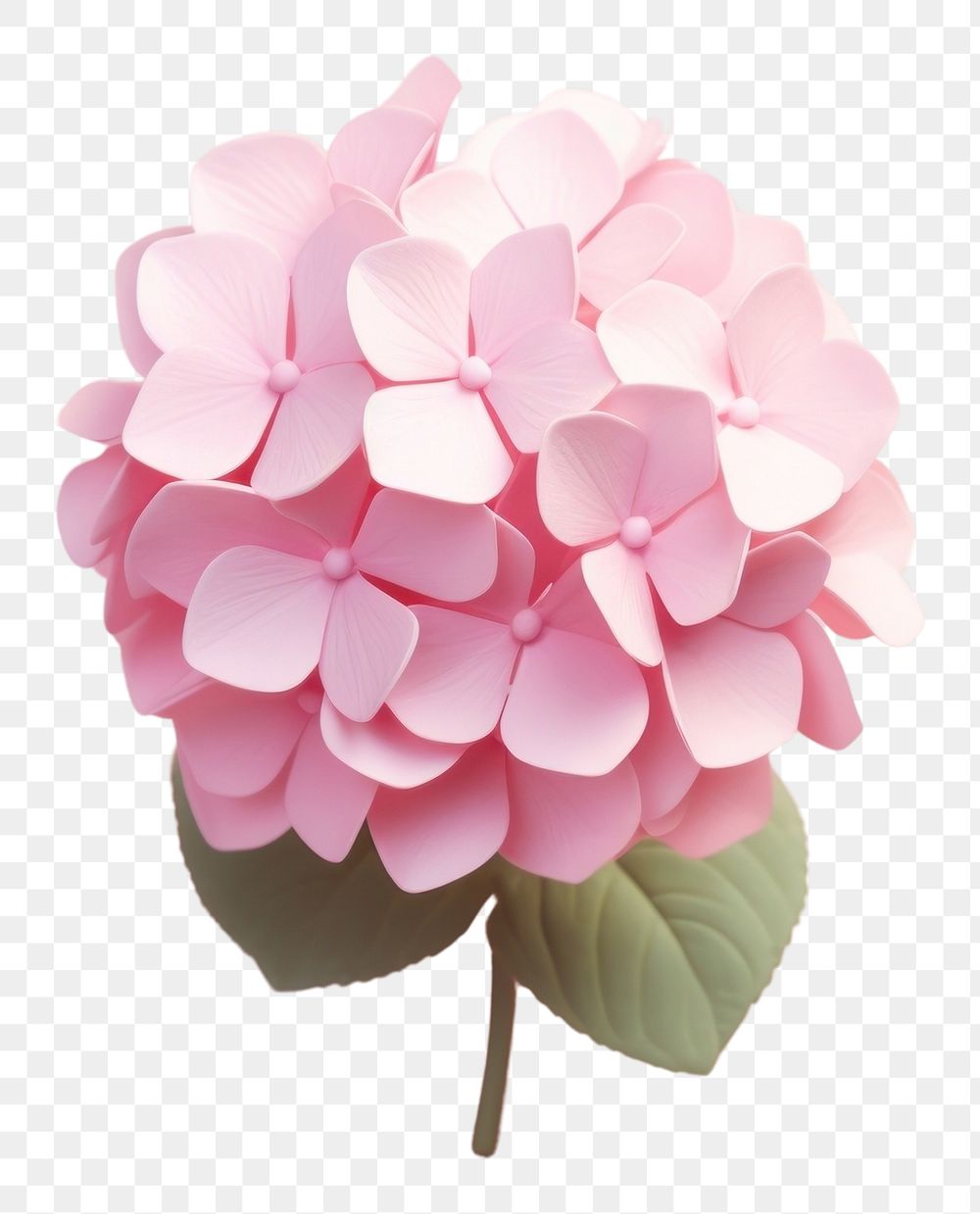 PNG Pink hydrangea flower petal plant