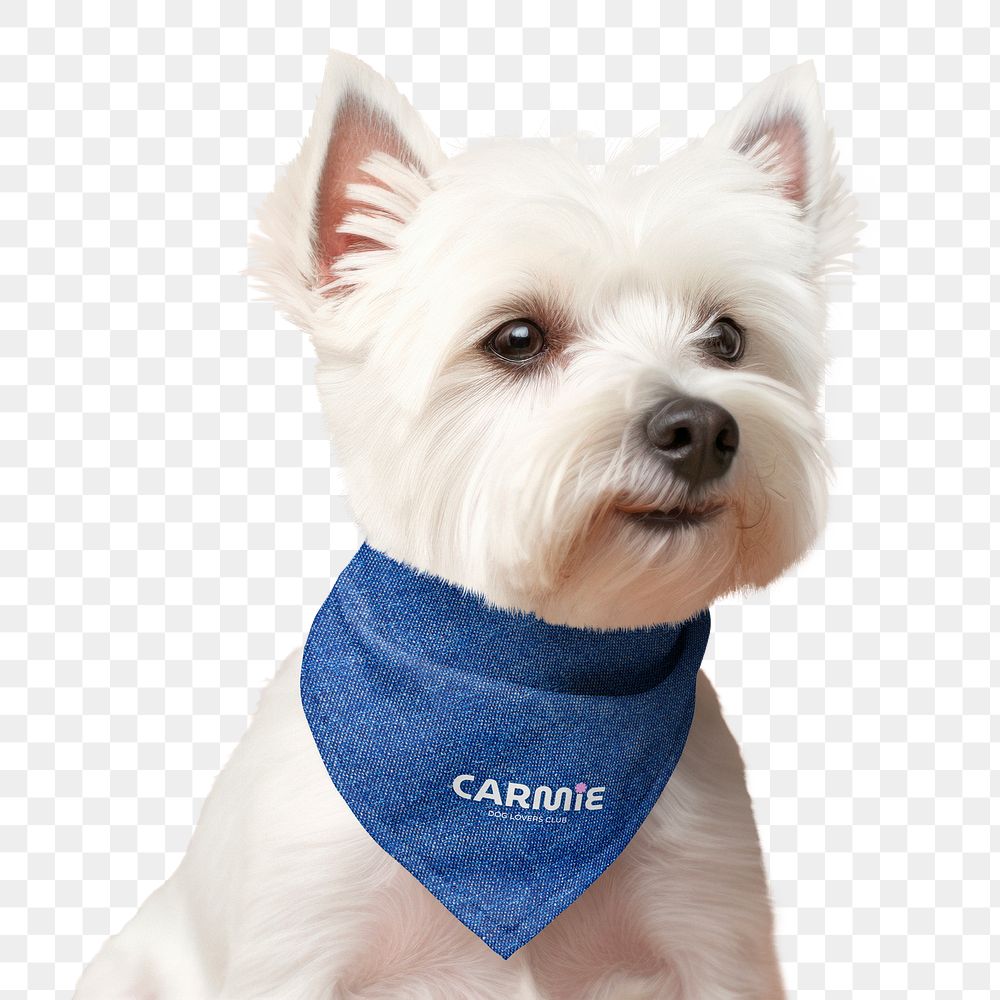 PNG White terrier with blue bandana, transparent background