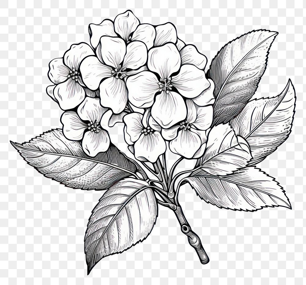 PNG Hudrangea drawing flower sketch.