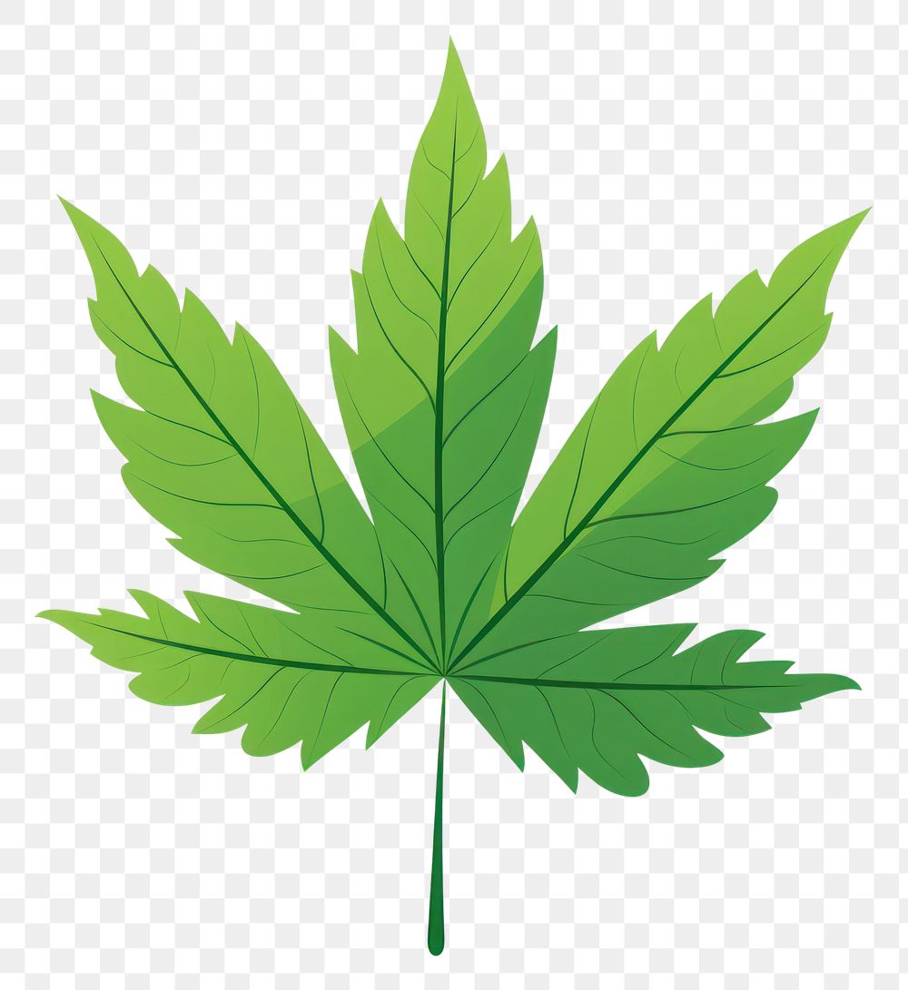 PNG Leaf plant white background cannabis.