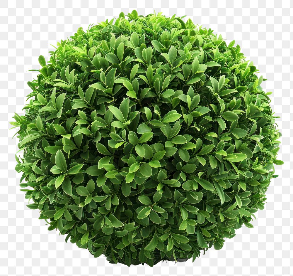 PNG Green bush tree sphere plant leaf