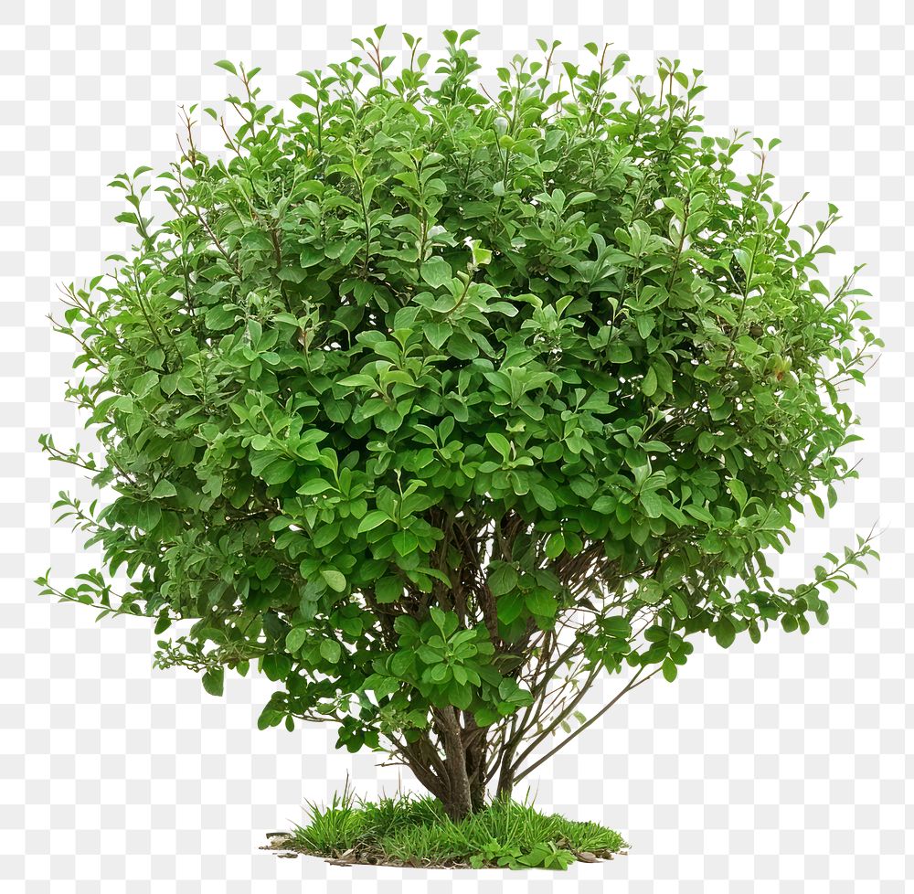 PNG Green bush bonsai plant hedge