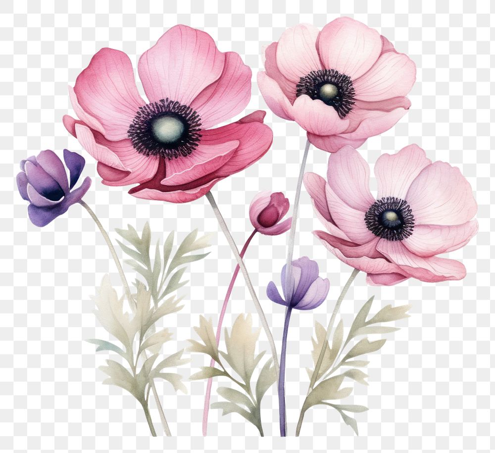 PNG Anemone border watercolor blossom flower plant.