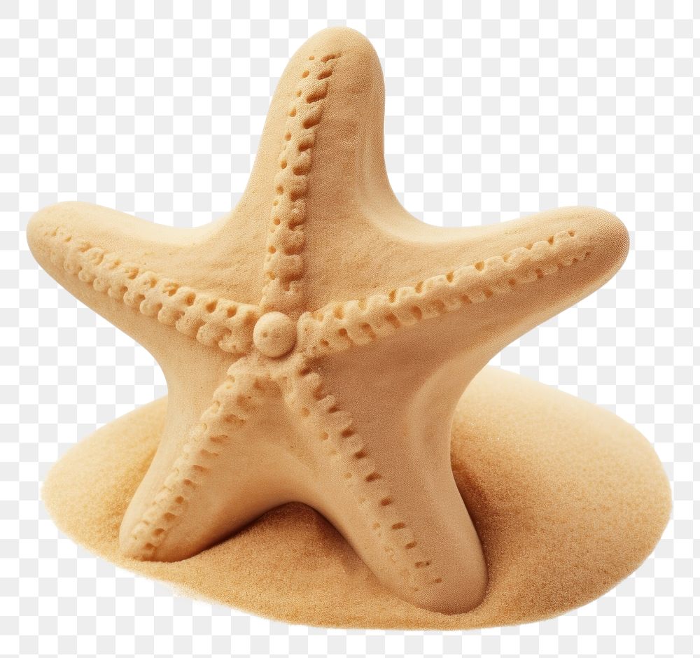 PNG Sand sculpture of starfish white background invertebrate simplicity.