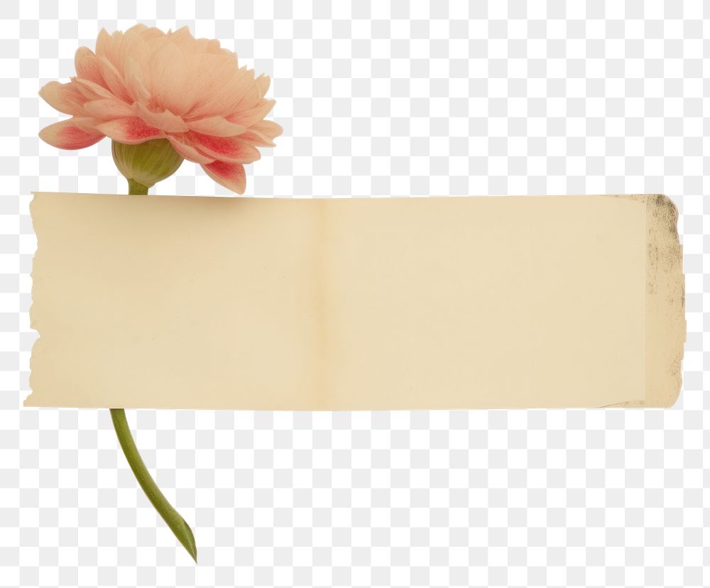 PNG Tape stuck on the flower petal plant paper.