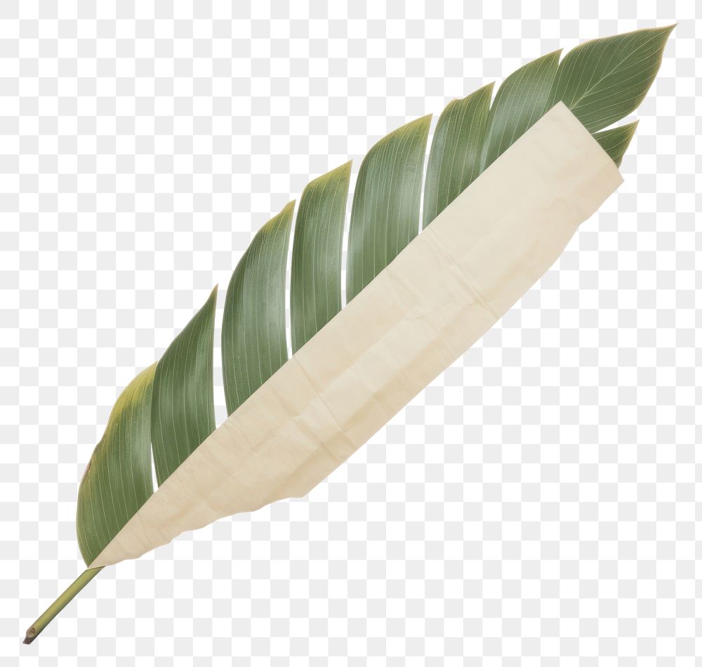 PNG  Tape stuck on the tropical leaf plant white background weaponry.
