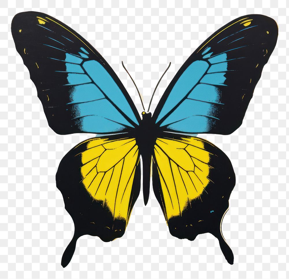 PNG Butterfly animal insect yellow.