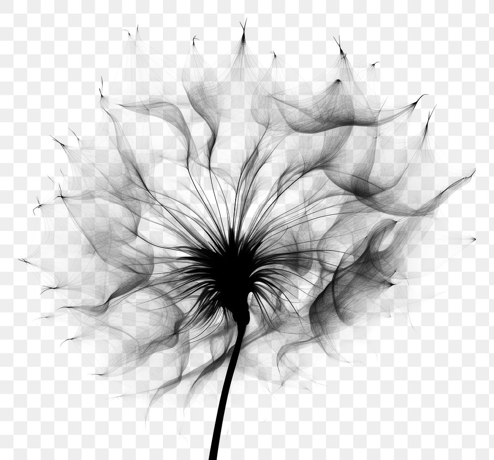 PNG Abstract smoke of dandelion flower plant white