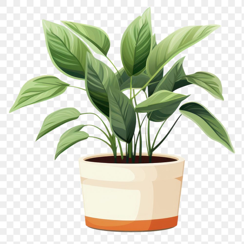 PNG Potted plant leaf white background houseplant.