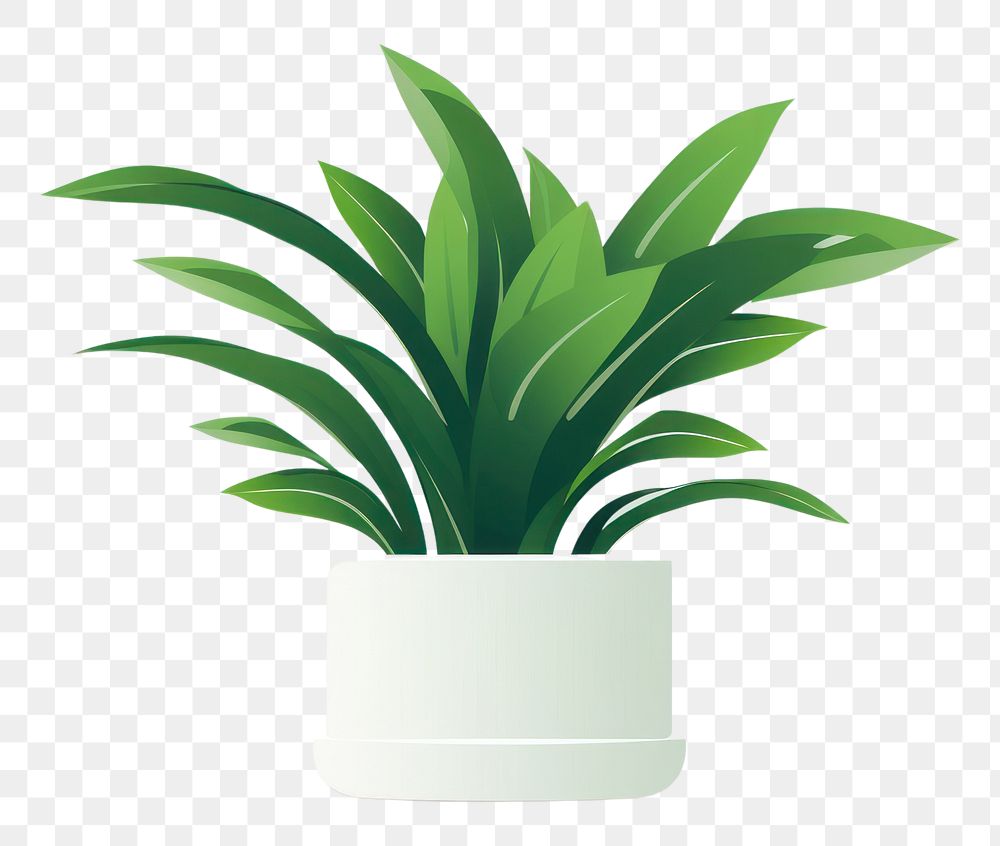 PNG Plant leaf vase houseplant.