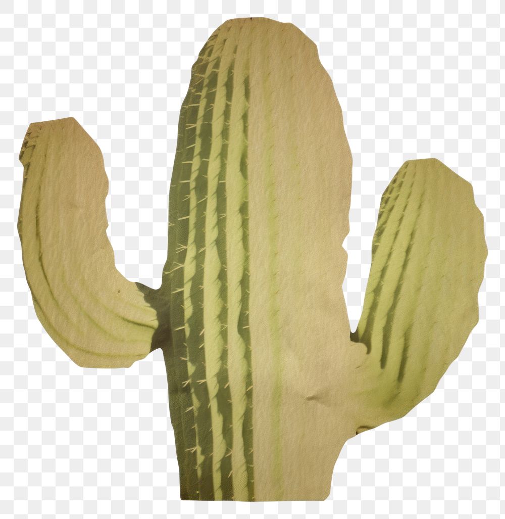 PNG Cactus shape ripped paper plant white background freshness.