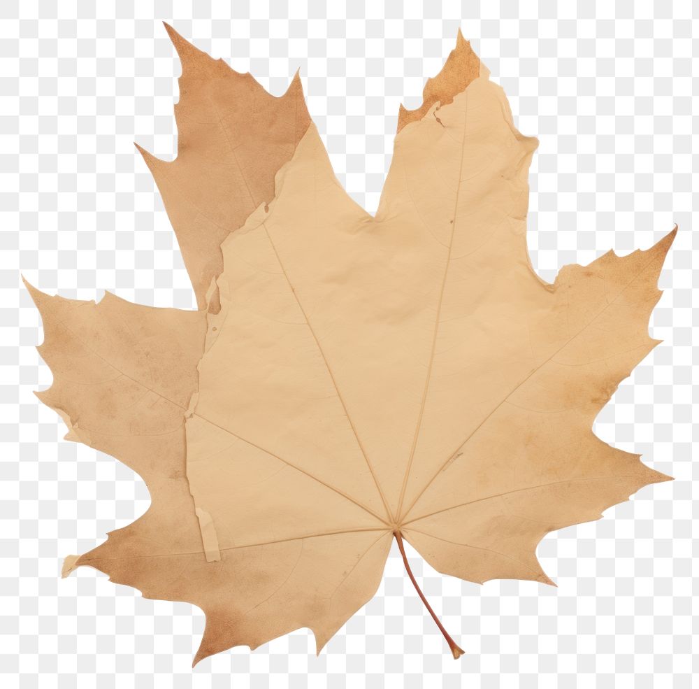 PNG Maple leaf ripped paper plant tree white background.
