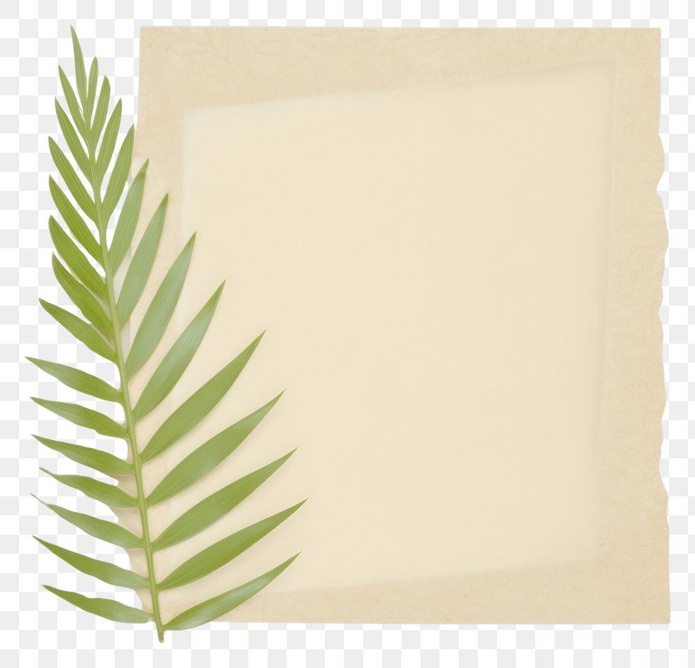 PNG Palm leaf ripped paper plant white background blackboard.