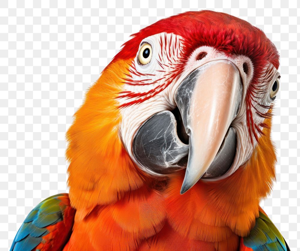 PNG Parrot looking confused animal bird beak.