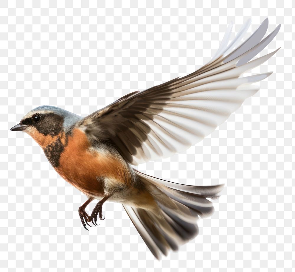 PNG Robbons flying animal robin