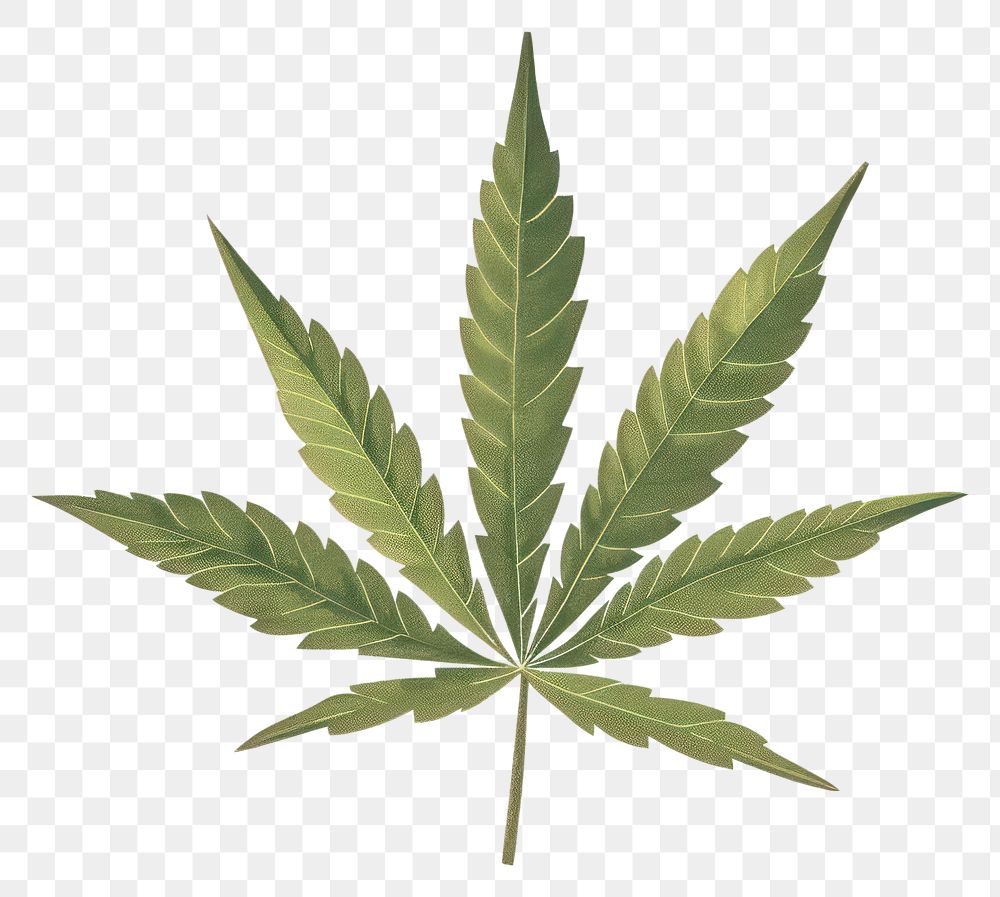 PNG Cannabis leaf plant medicine narcotic.