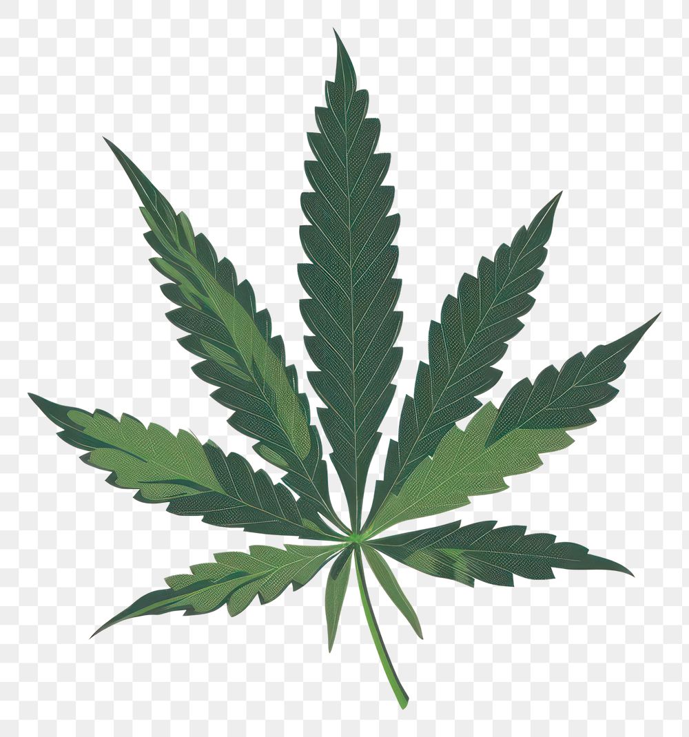 PNG Cannabis leaf plant herbs medicine.