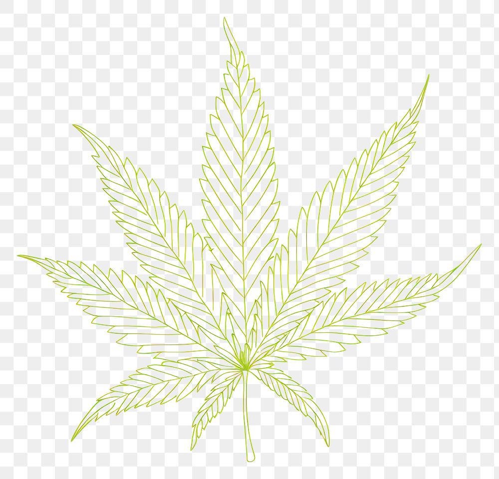 PNG Cannabis leaf sketch plant herbs.