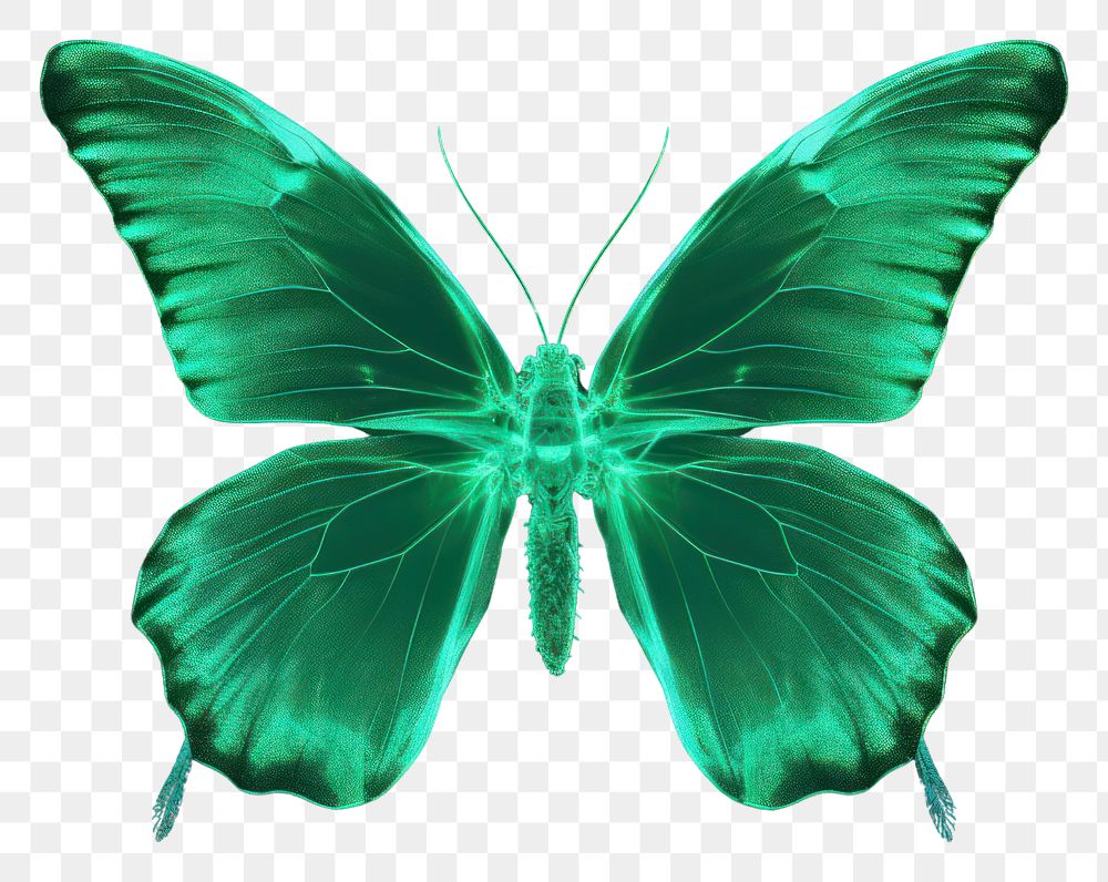 PNG Butterfly green animal insect.