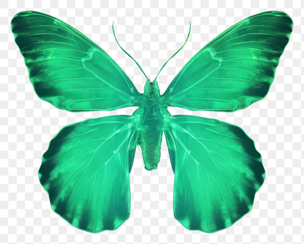 PNG Butterfly animal insect green.