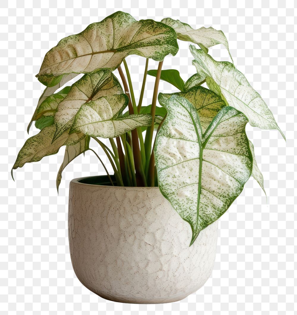 PNG Caladium plant houseplant leaf vase.