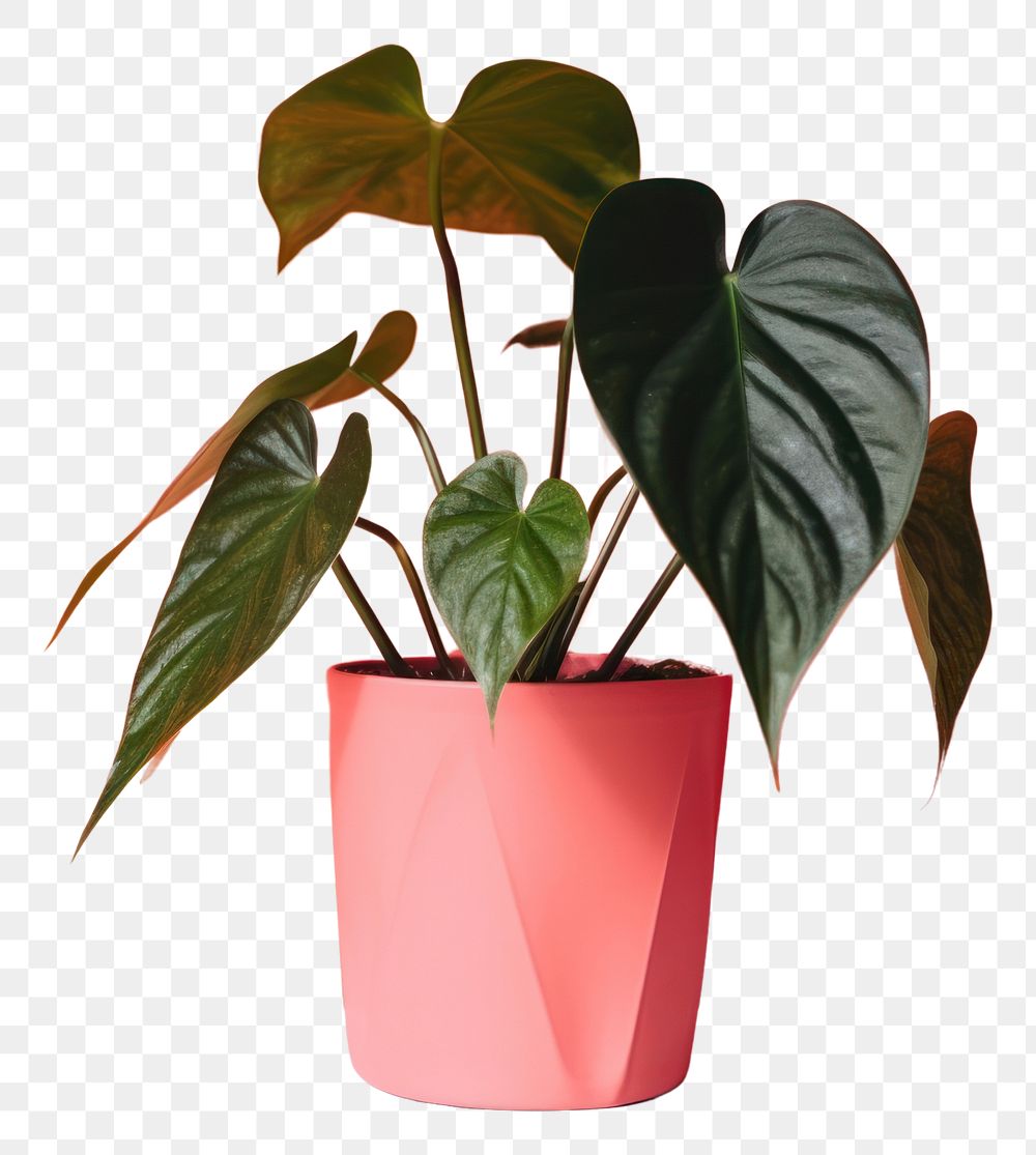 PNG Caladium plant houseplant leaf freshness.
