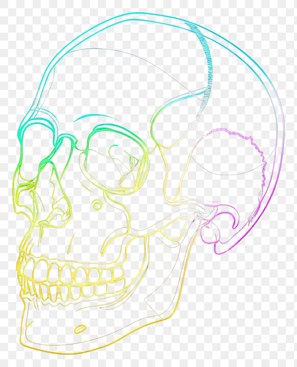PNG A human skull icon purple line illuminated.