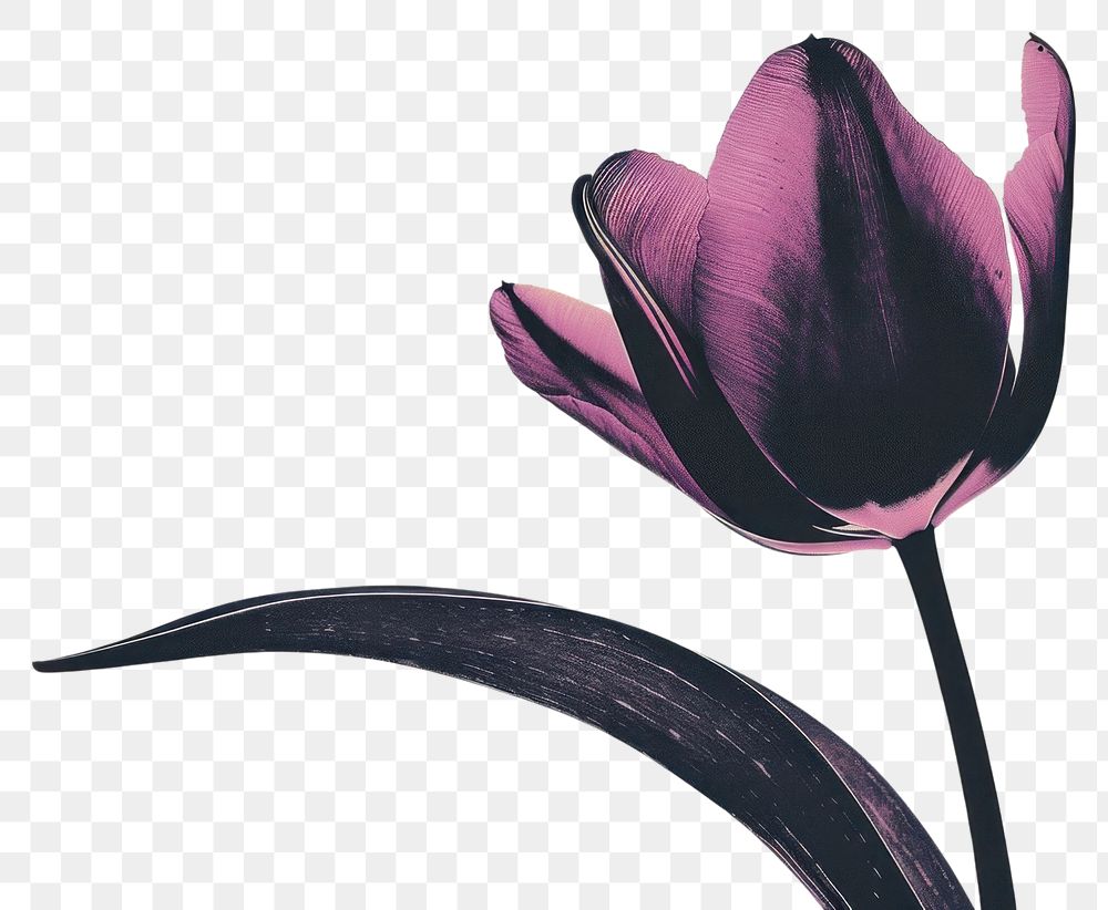 PNG Tulip tulip flower purple.