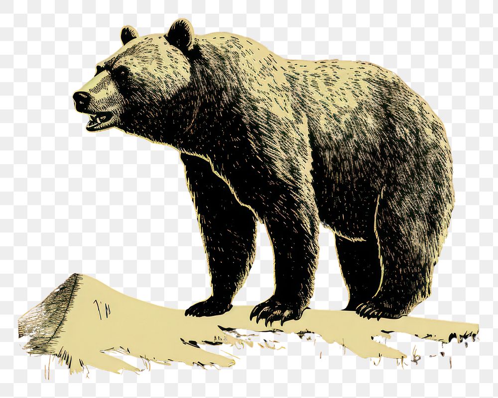 PNG Silkscreen of bear wildlife animal mammal.