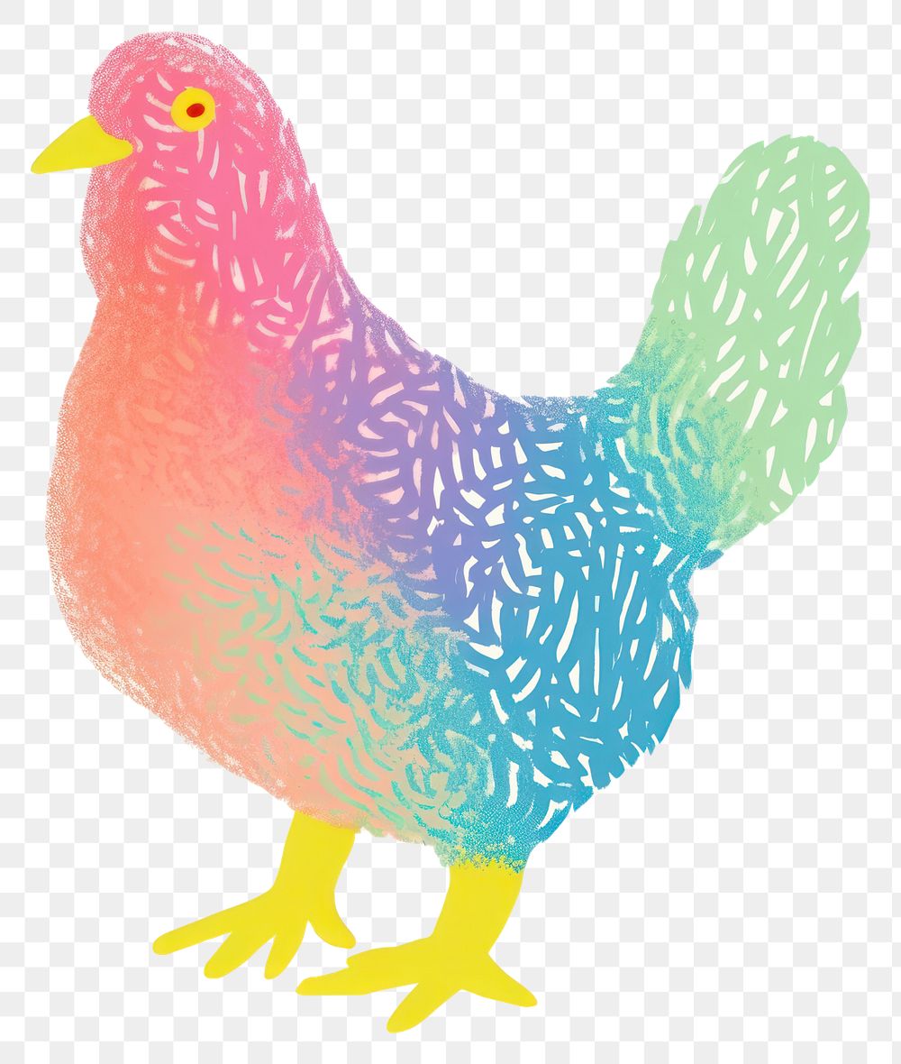 PNG Chicken poultry animal bird.