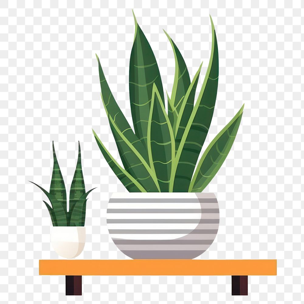 Plant aloe leaf vase.