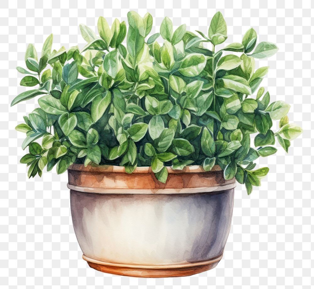 PNG Shrub in a pot plant leaf houseplant.