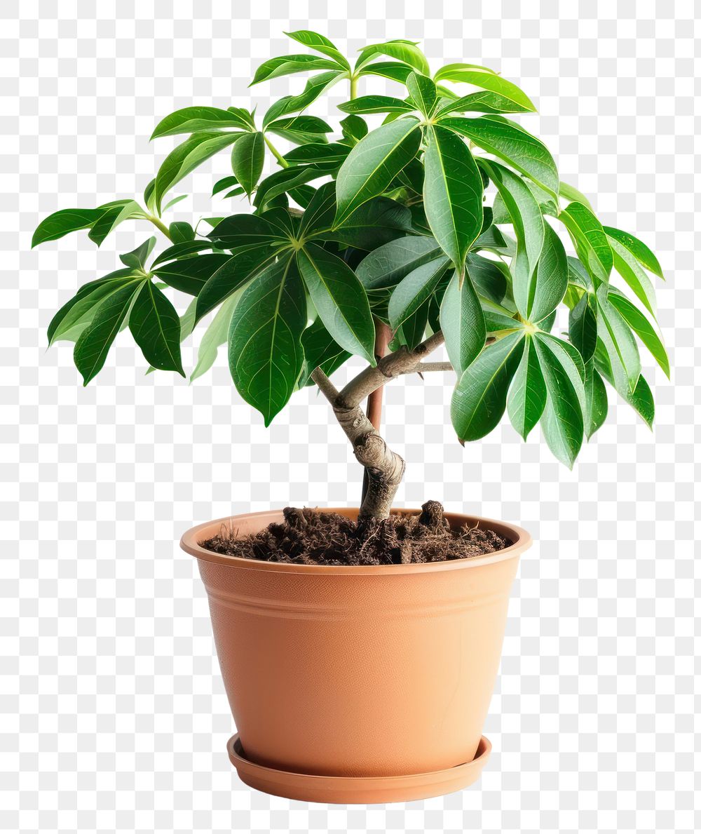 PNG Schefflera plant bonsai leaf.