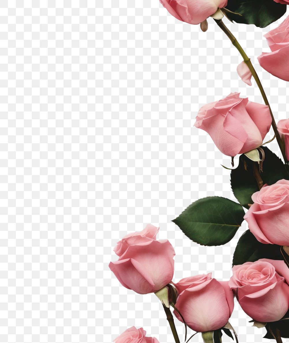 PNG Rose petals rose backgrounds flower.