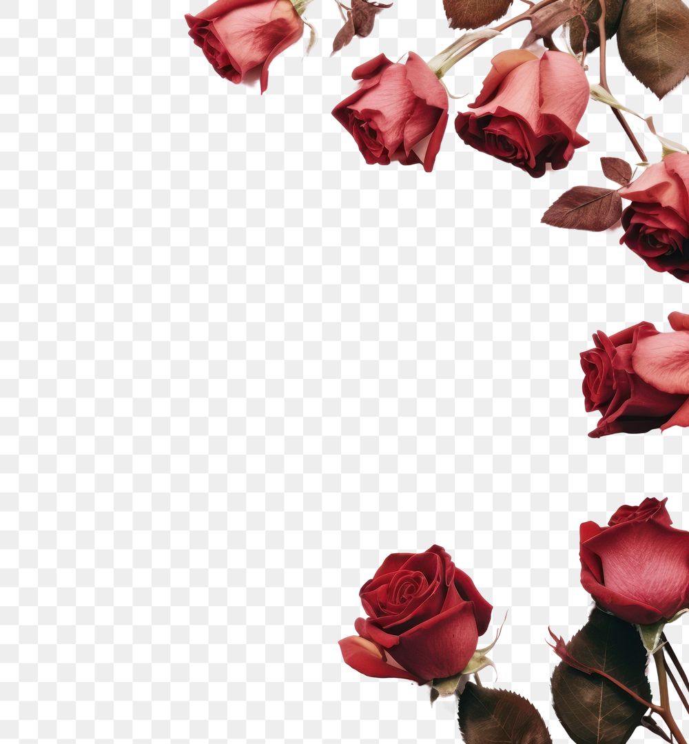 PNG Rose petals rose backgrounds flower.