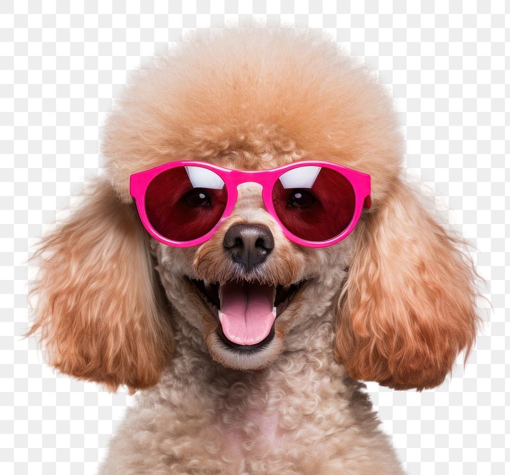 PNG Sunglasses poodle mammal animal.