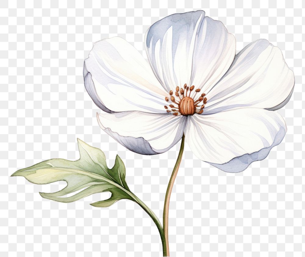 PNG White flower blossom sketch petal.