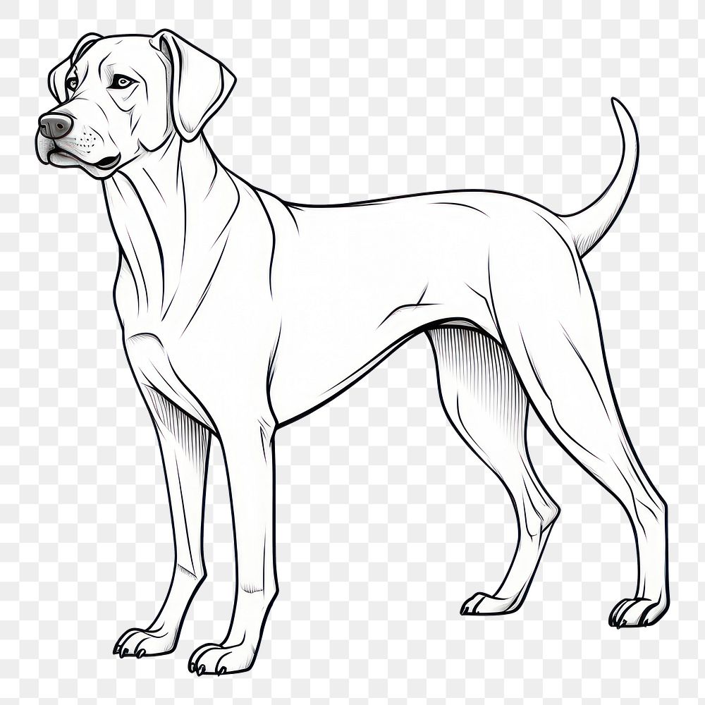 PNG Dog sketch pointer drawing.