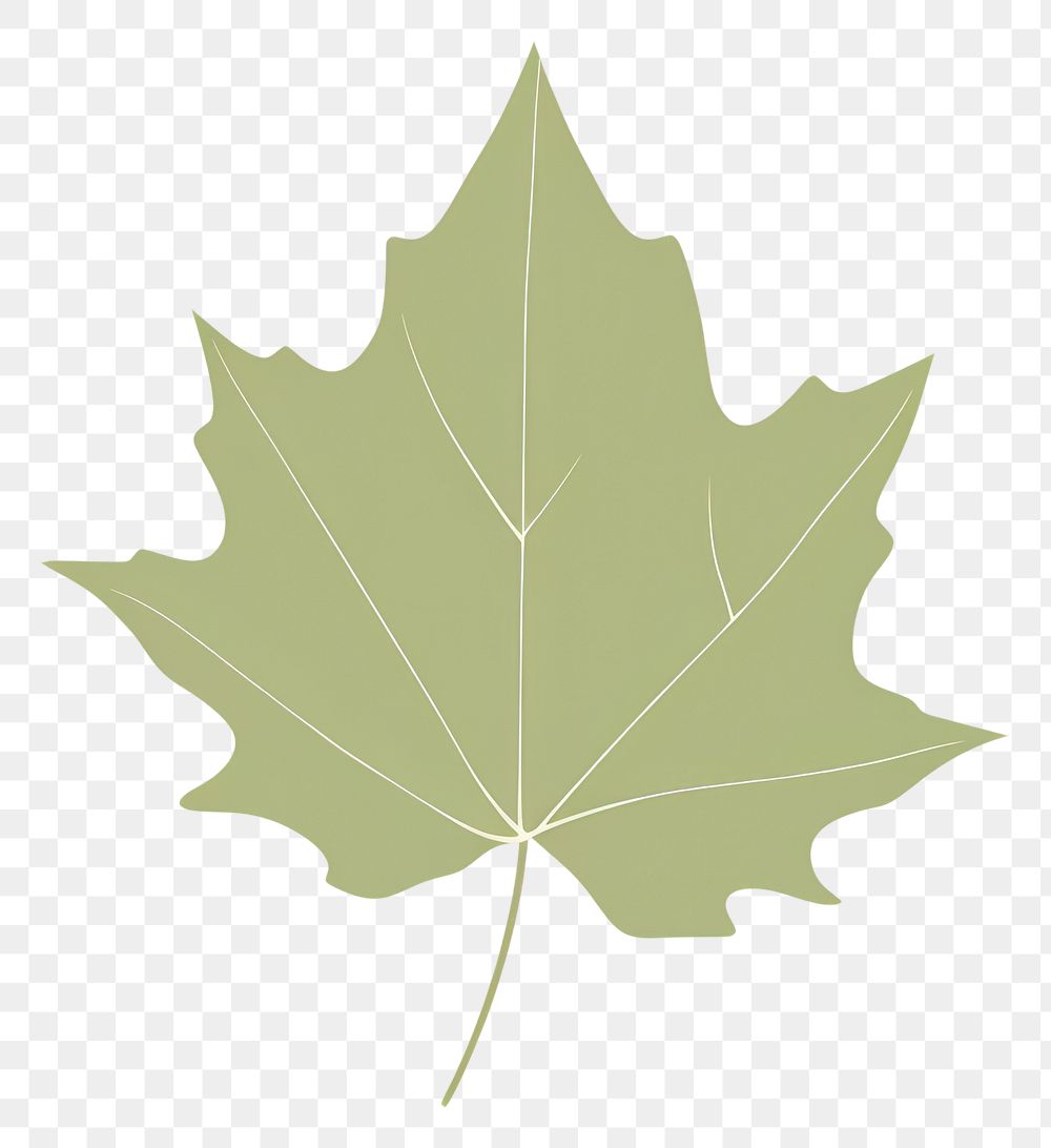 PNG Maple plant leaf pattern.