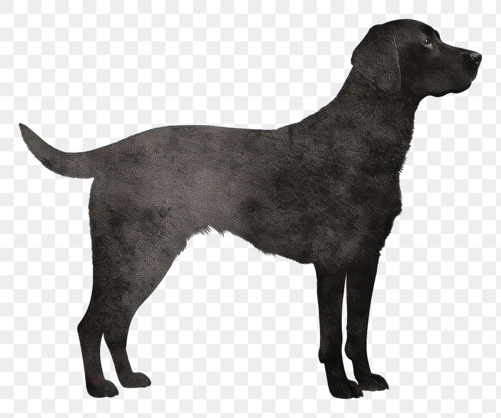 PNG Dog animal mammal black