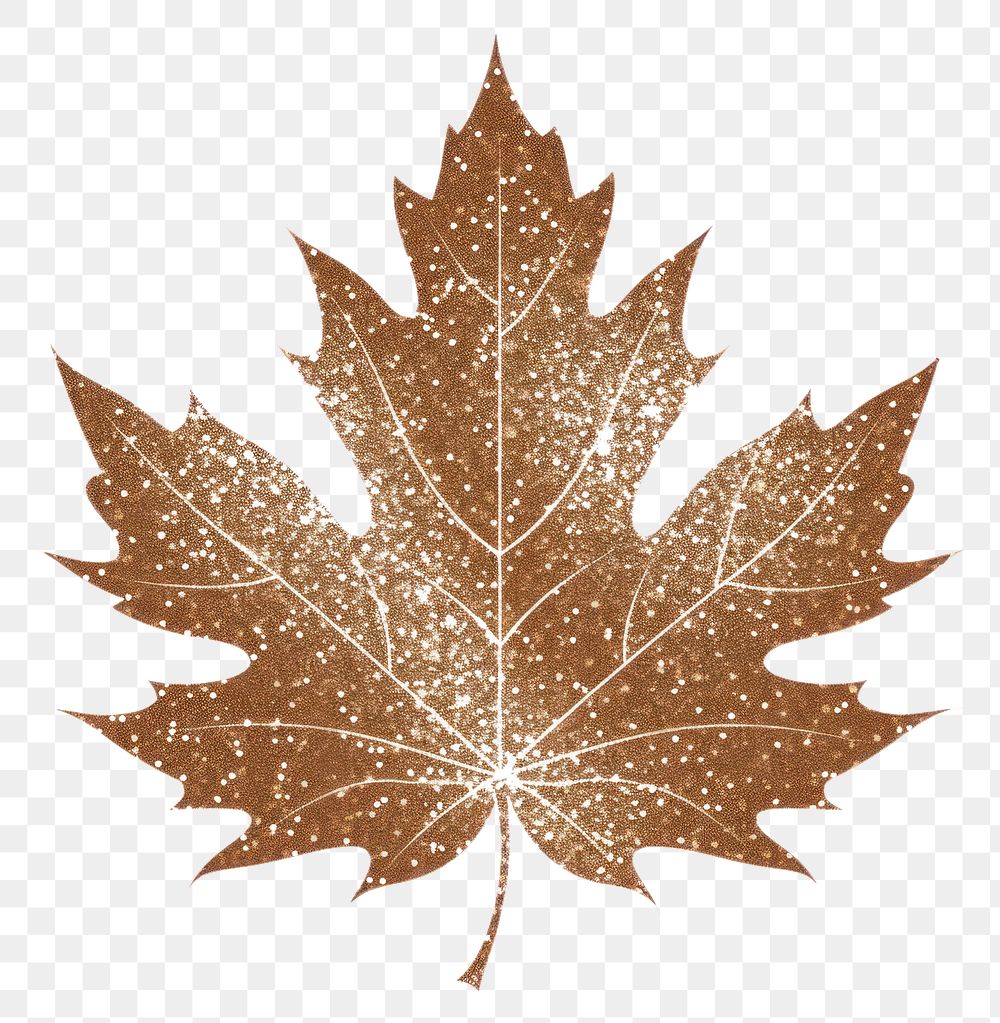 PNG Brown color maple leaf icon plant shape tree.
