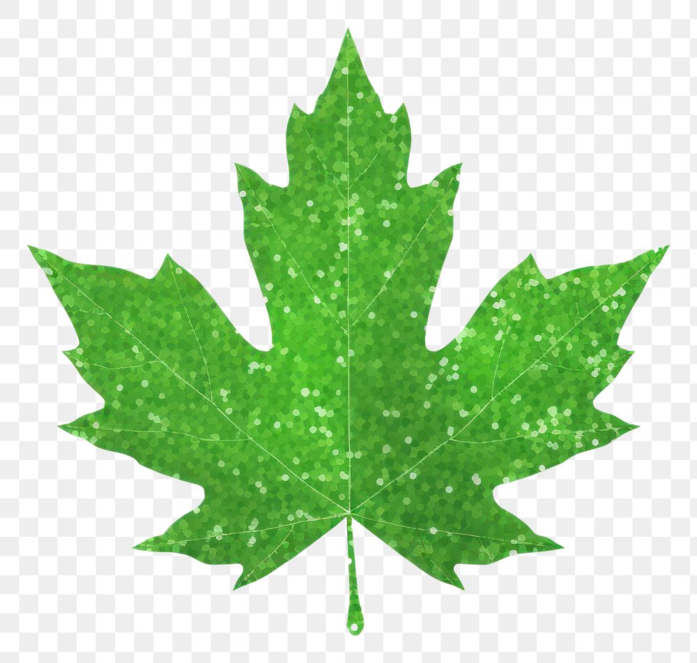 PNG Green color maple leaf icon plant shape tree.