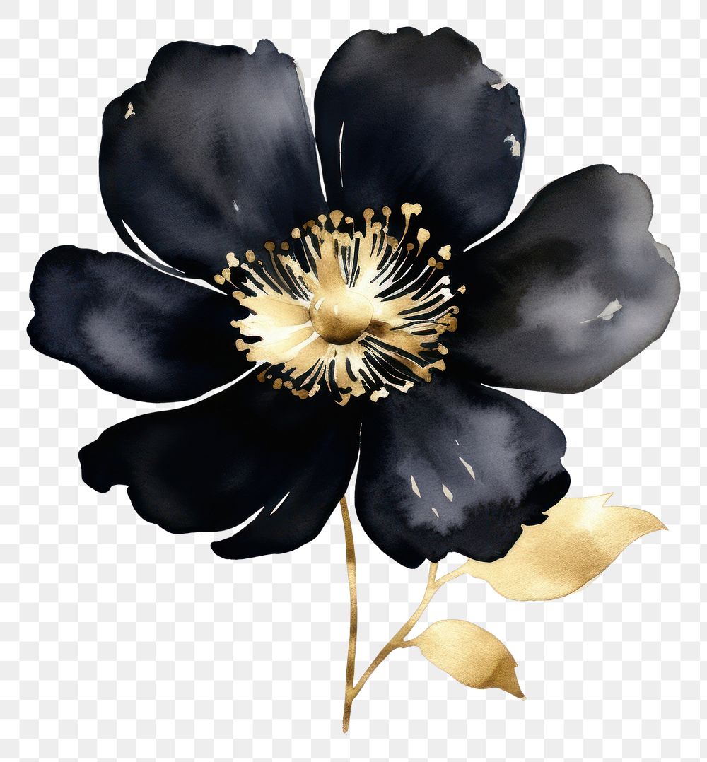 PNG Black color watercolor flower blossom petal plant.