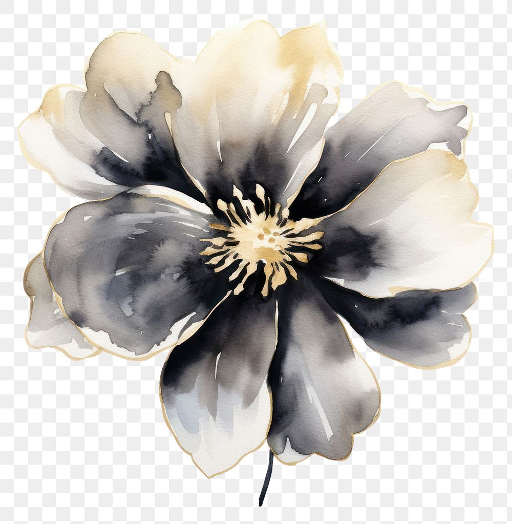 PNG Black color watercolor flower painting blossom petal.