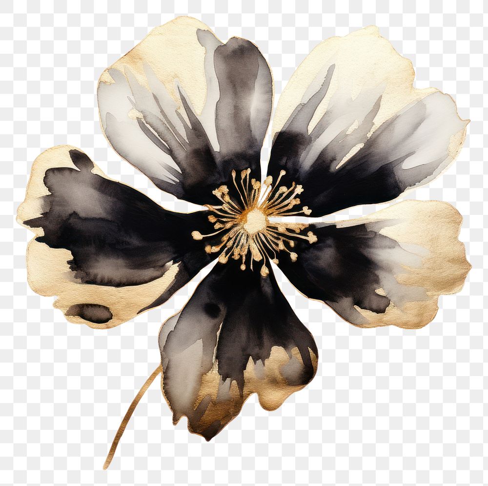 PNG Black color watercolor flower blossom petal plant