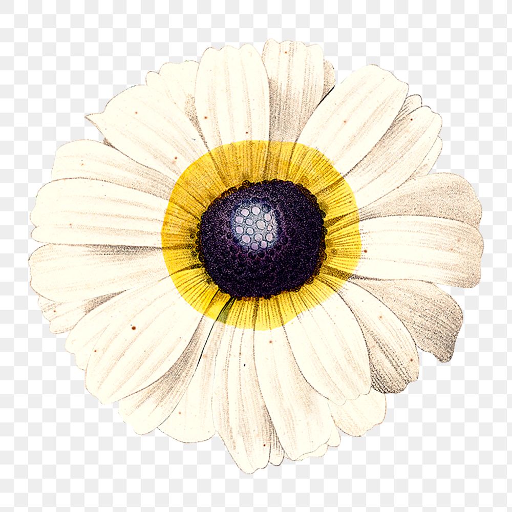 White flower png vintage digital art illustration, transparent background