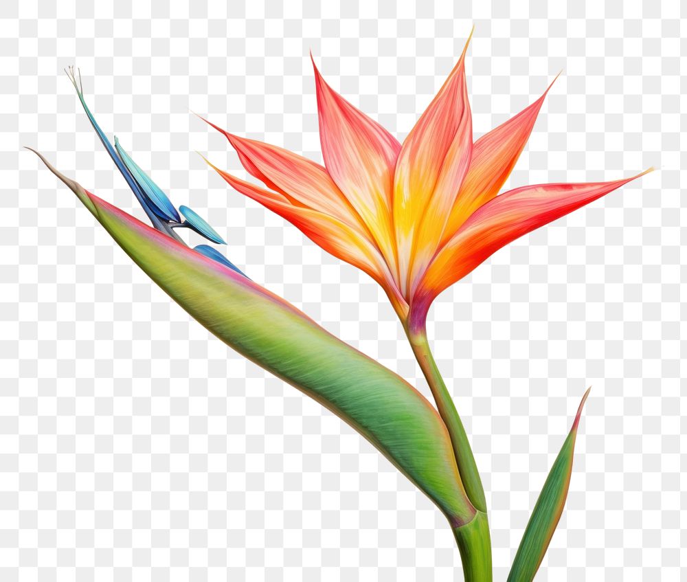 PNG Flower plant petal inflorescence