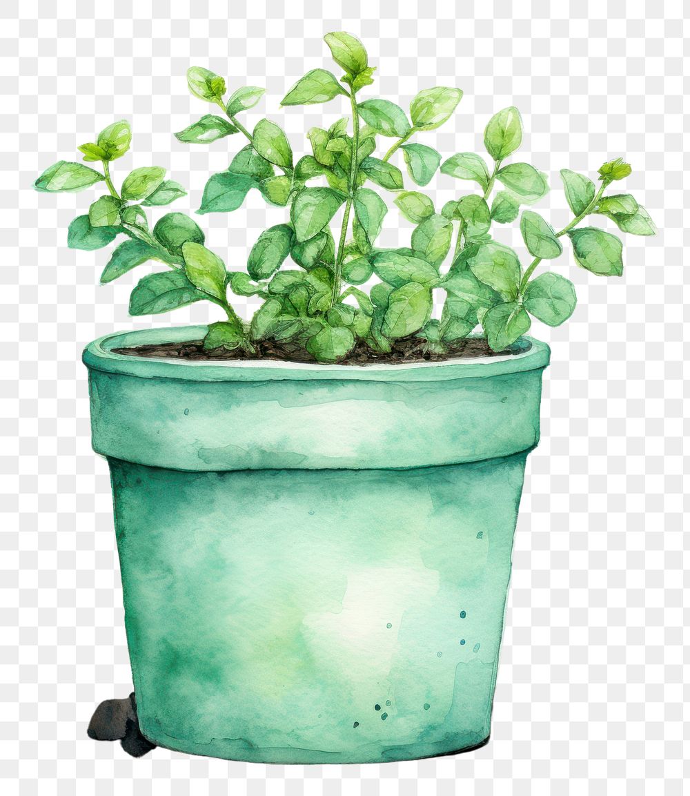 PNG Background flower pot plant herbs leaf.