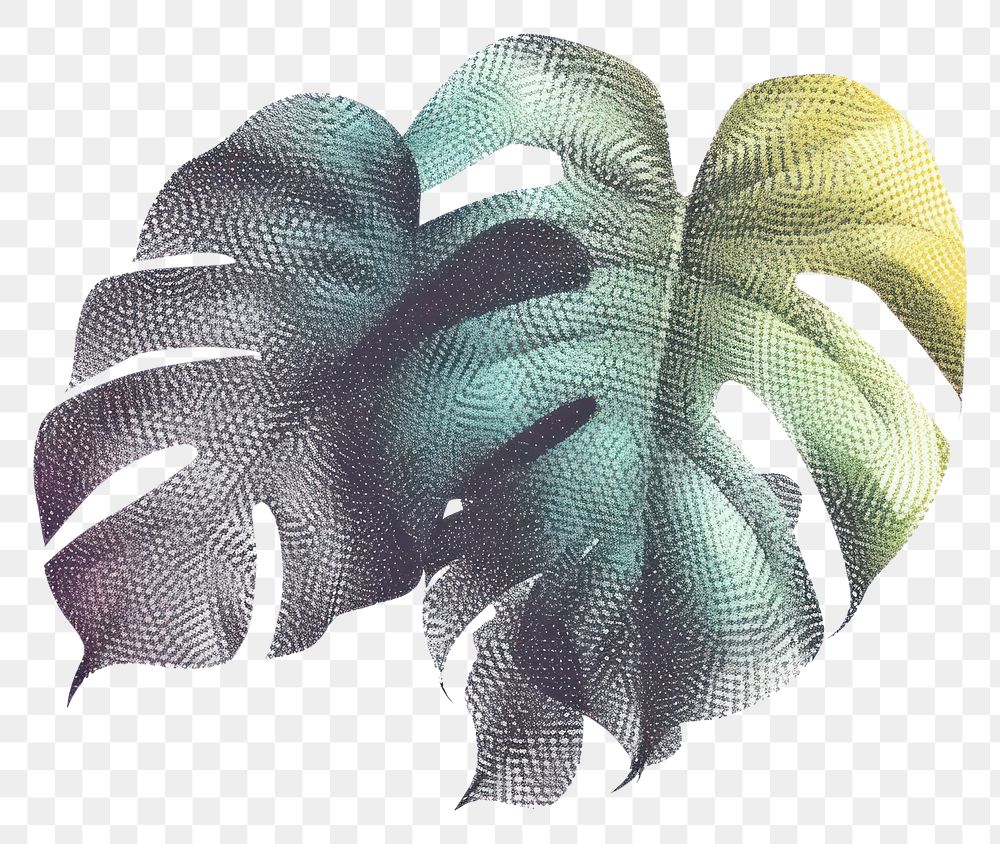 PNG Monstera shape plant leaf white background.